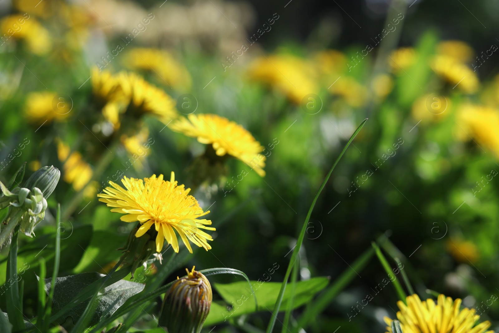 Photo of Beautiful bright yellow dandelions in green grass on sunny day, closeup. Space for text