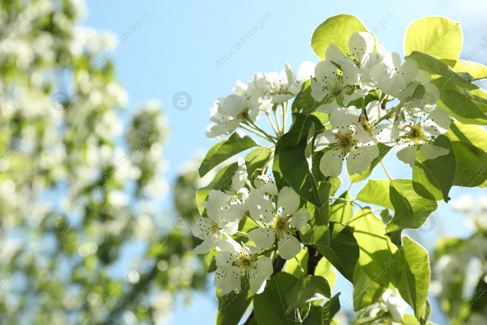 Photo of Beautiful blossoming pear tree outdoors on sunny day, closeup. Space for text