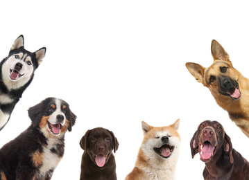 Image of Set with different cute dogs on white background. Adorable pets
