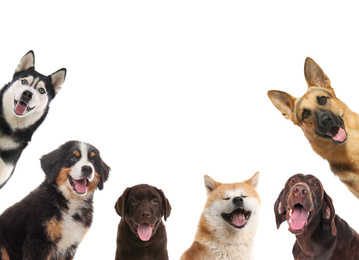 Set with different cute dogs on white background. Adorable pets