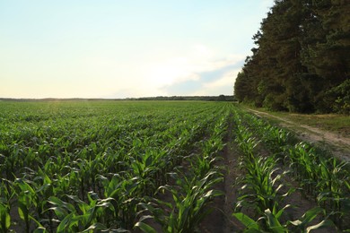 Photo of Beautiful agricultural field with green corn plants on sunny day