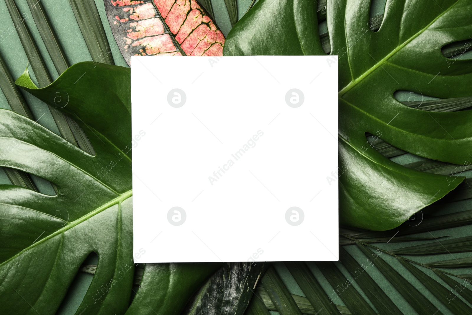 Photo of Blank card on tropical leaves, top view