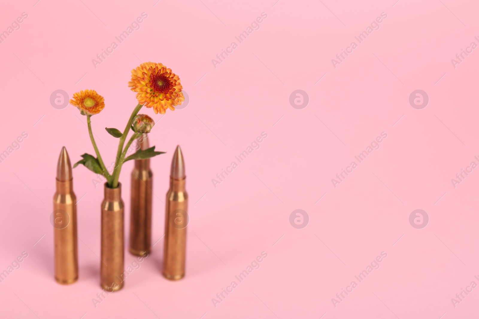 Photo of Bullets and beautiful chrysanthemum flowers on pink background, space for text