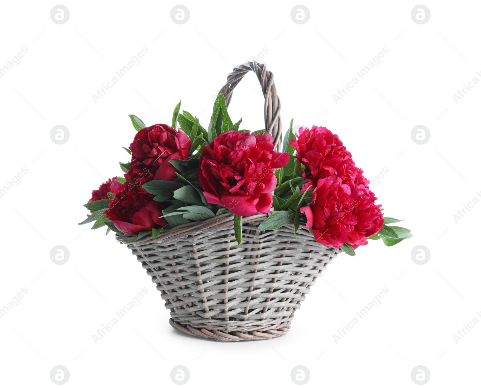 Photo of Bouquet of beautiful red peonies in wicker basket isolated on white