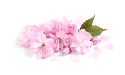 Beautiful pink sakura blossoms, leaves and petals isolated on white