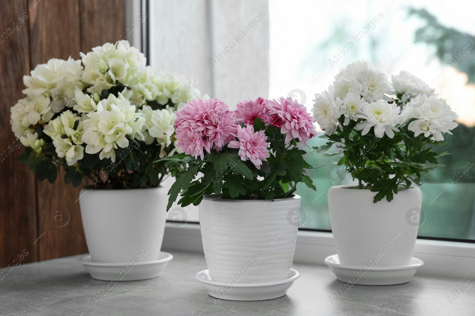 Photo of Beautiful chrysanthemum and azalea flowers in pots on windowsill indoors