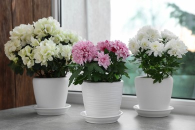 Photo of Beautiful chrysanthemum and azalea flowers in pots on windowsill indoors