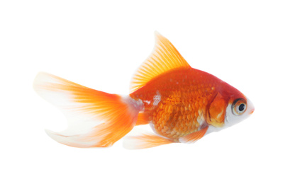 Beautiful bright small goldfish isolated on white