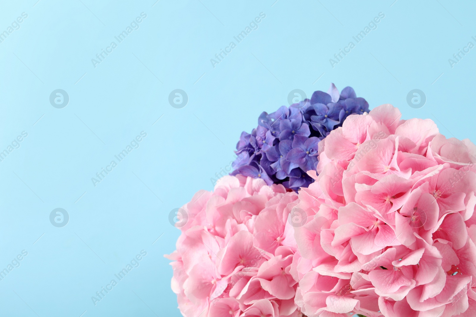 Photo of Beautiful bright hortensia flowers on light blue background, closeup. Space for text