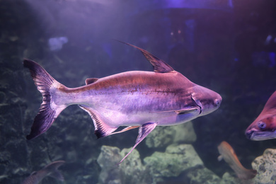 Photo of Gaff topsail catfish swimming in clear aquarium
