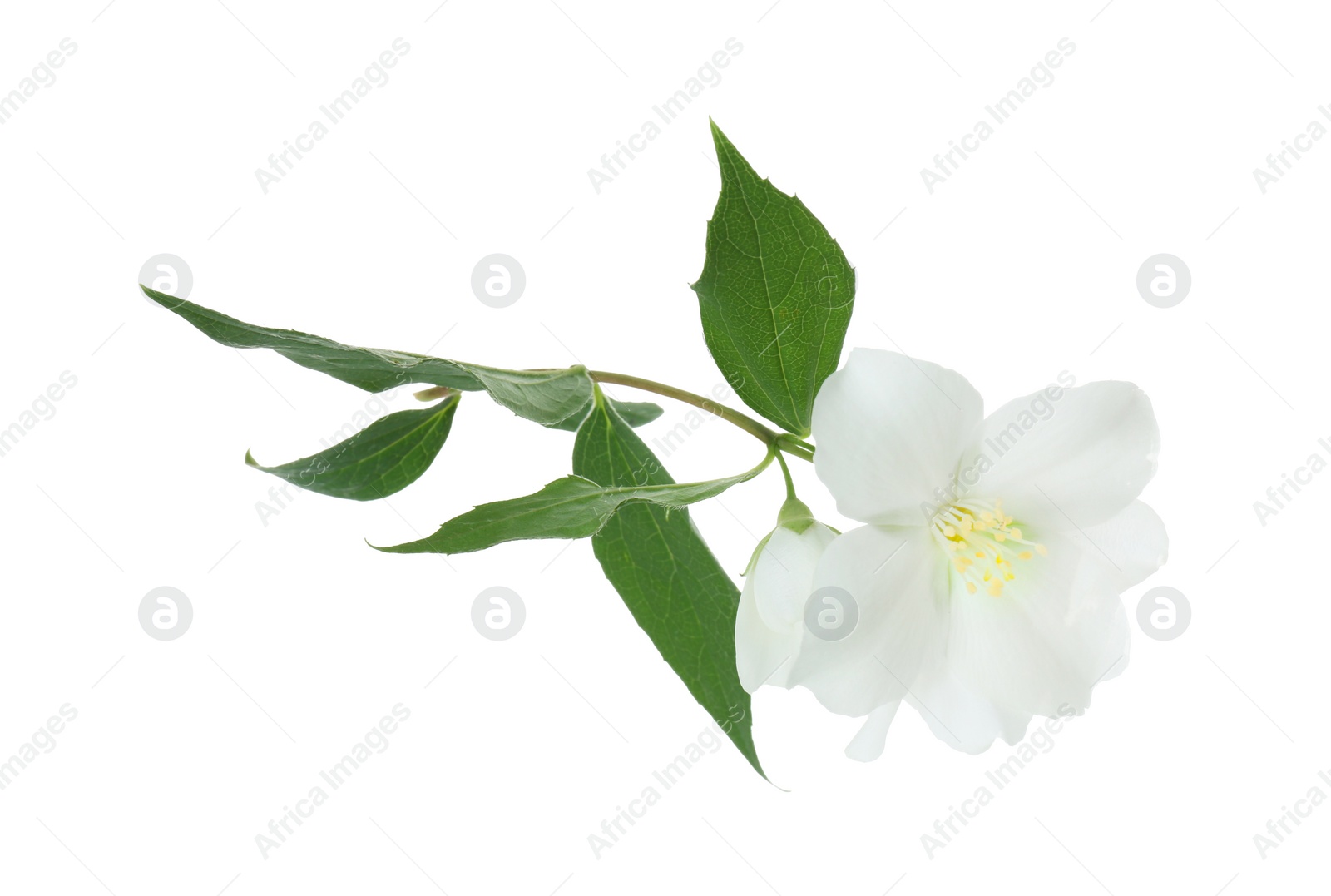 Photo of Branch of jasmine flowers and leaves isolated on white