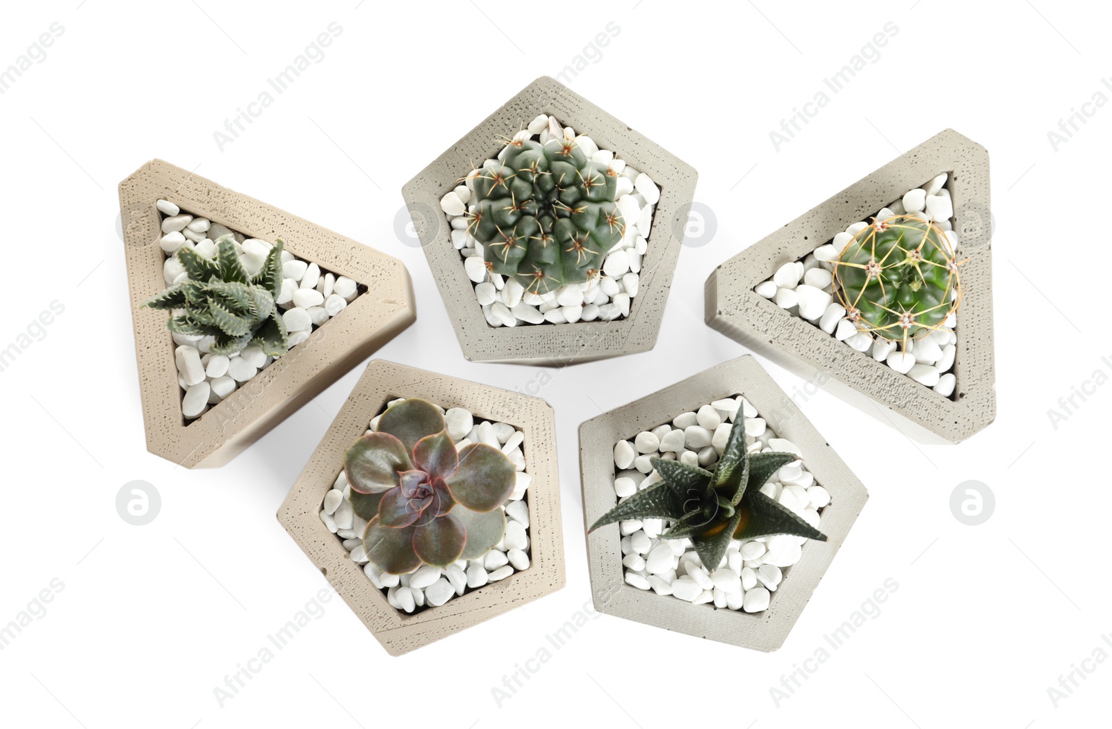 Photo of Beautiful succulent plants in stylish flowerpots on white background, top view. Home decor