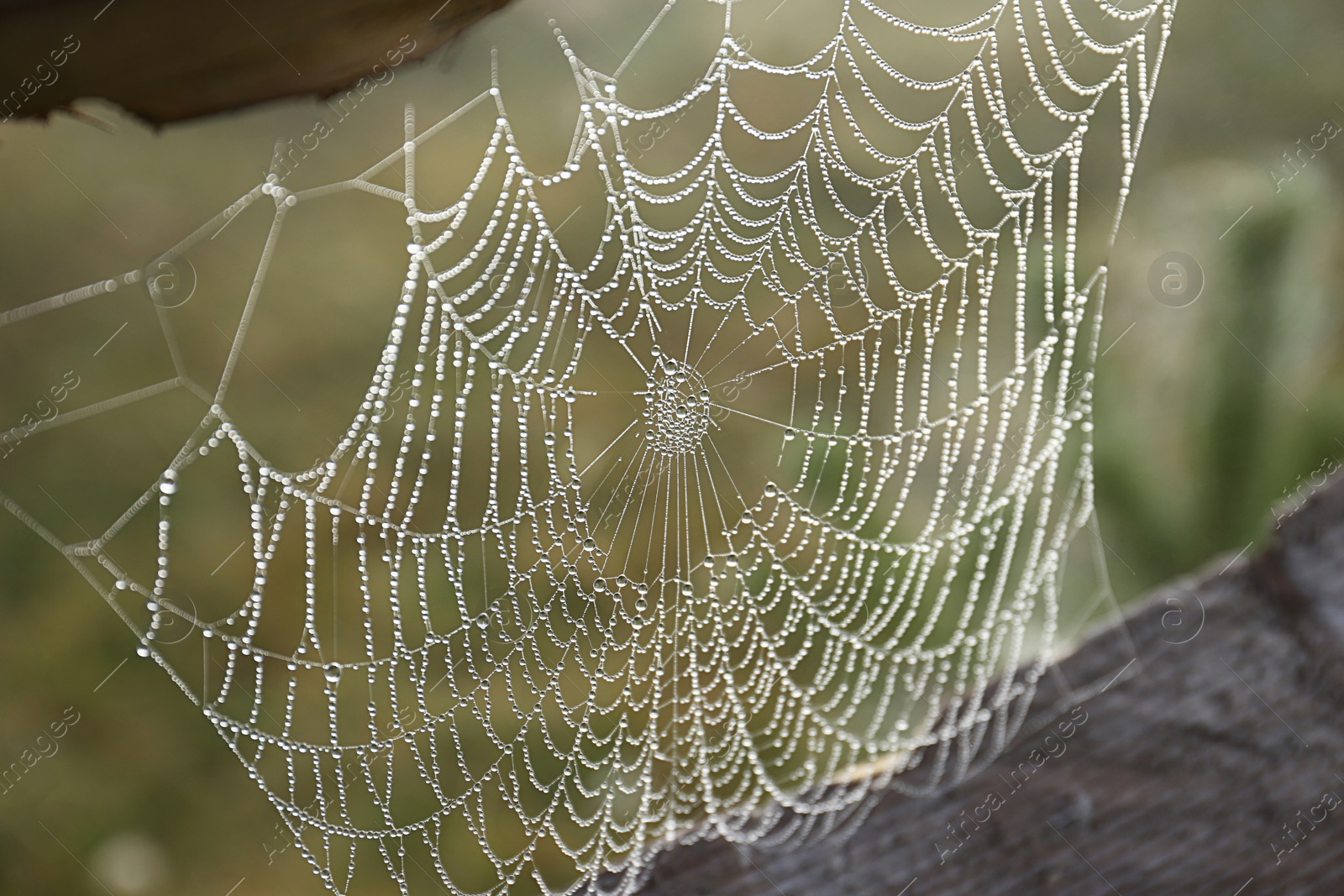 Photo of Beautiful spiderweb with dew between wooden planks outdoors, closeup