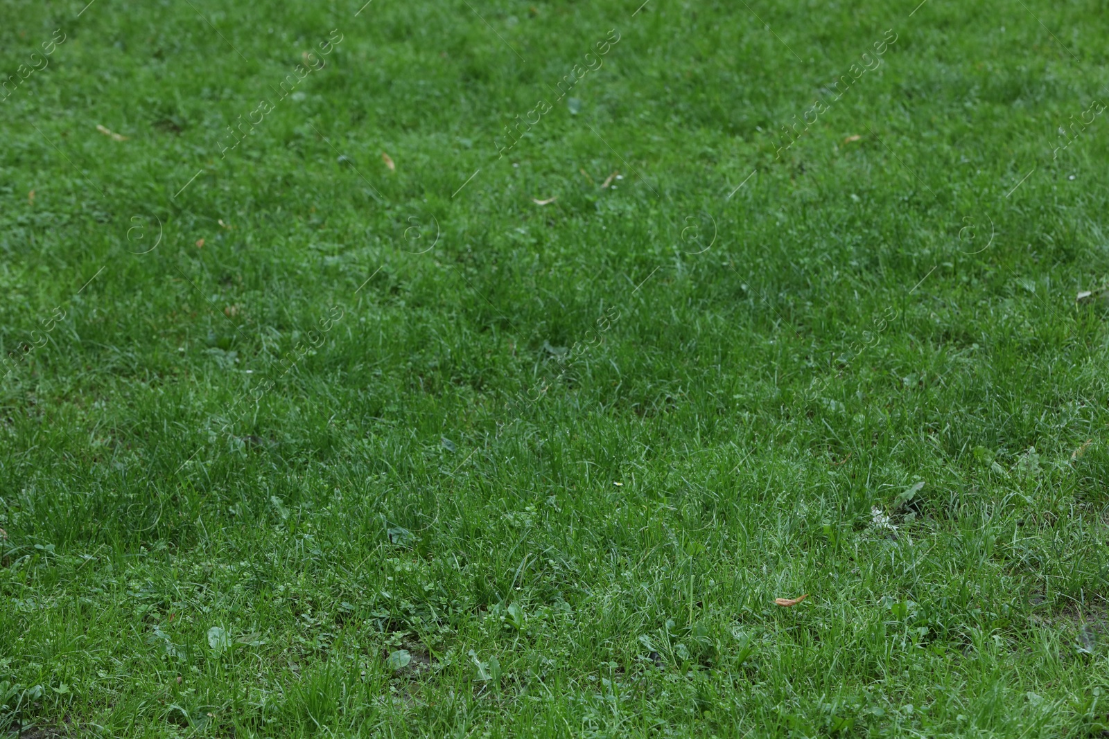 Photo of Fresh green grass growing outdoors in summer