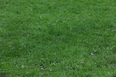 Fresh green grass growing outdoors in summer