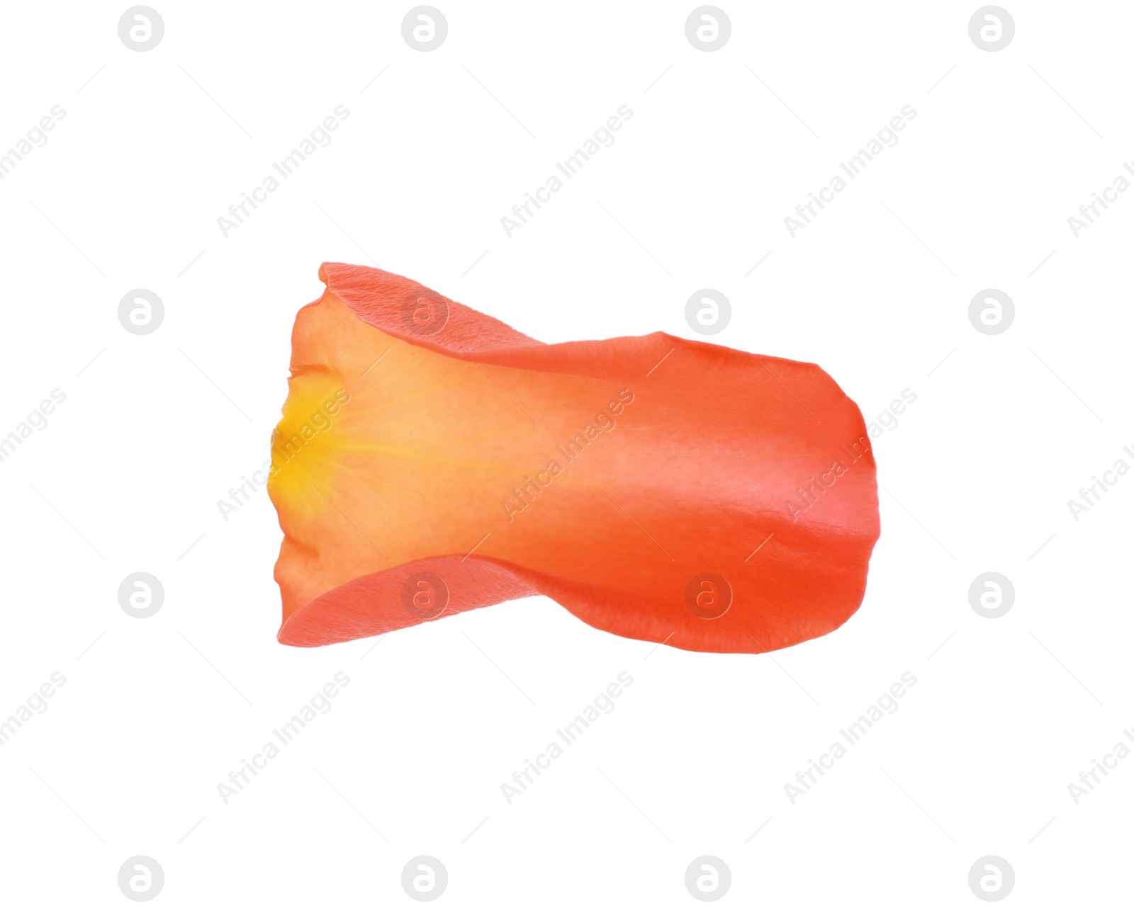 Photo of Beautiful pale red rose petal isolated on white