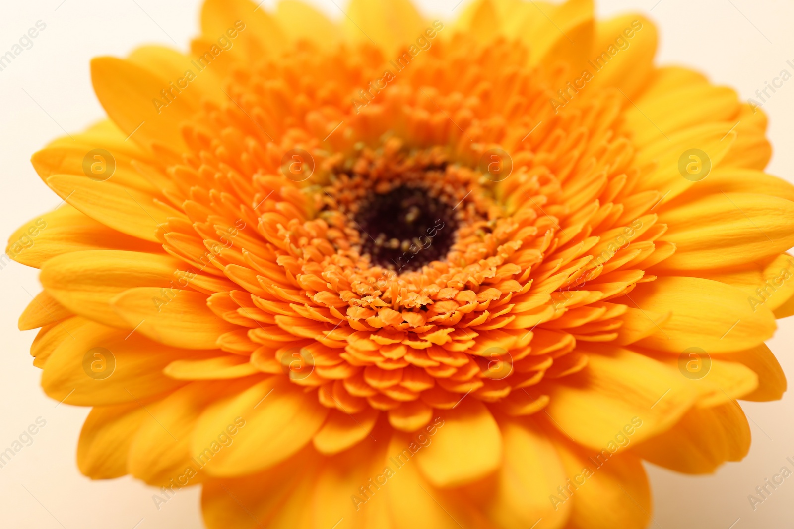 Photo of Beautiful yellow gerbera flower on beige background, closeup