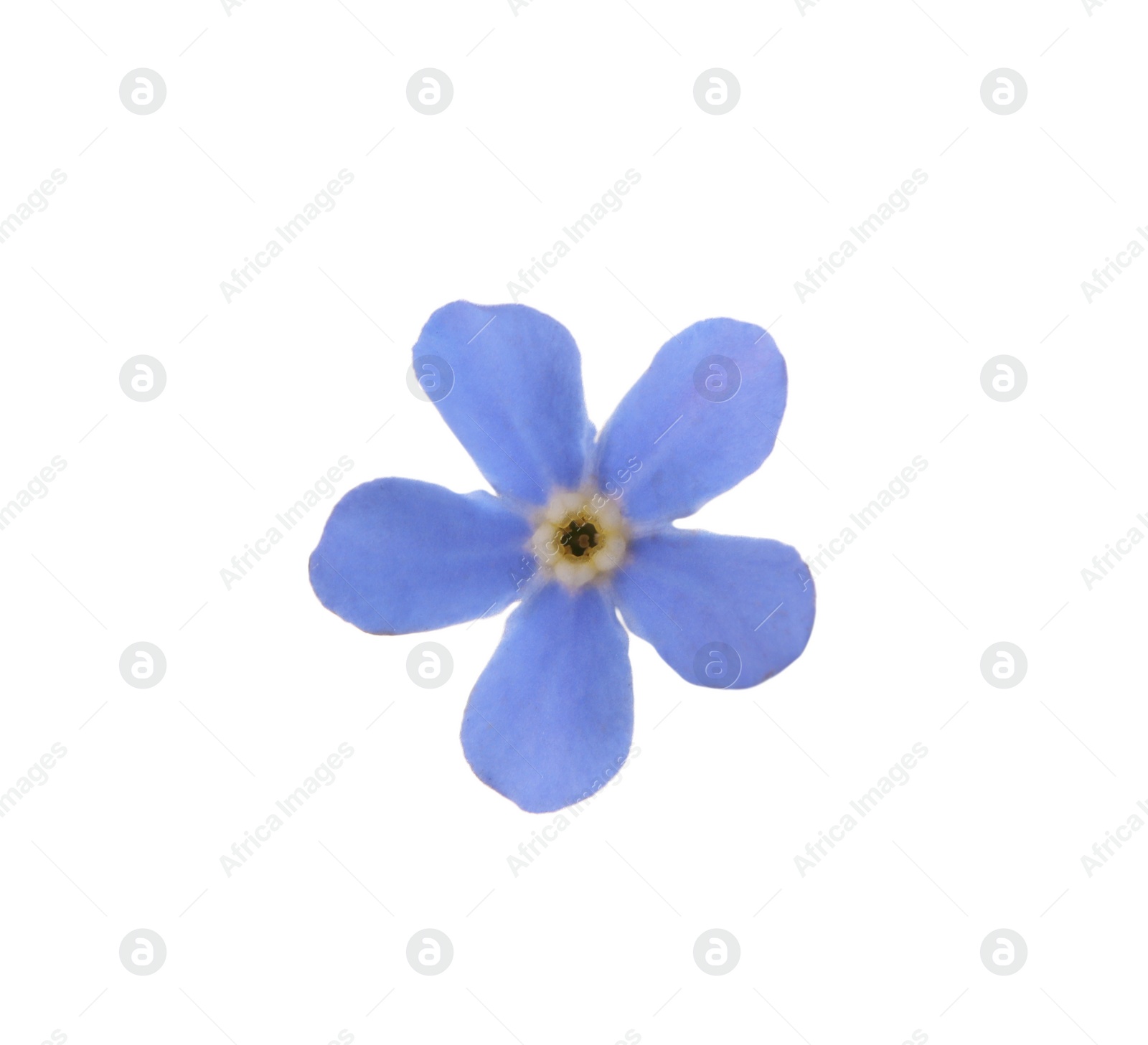 Photo of Beautiful blue Forget-me-not flower isolated on white