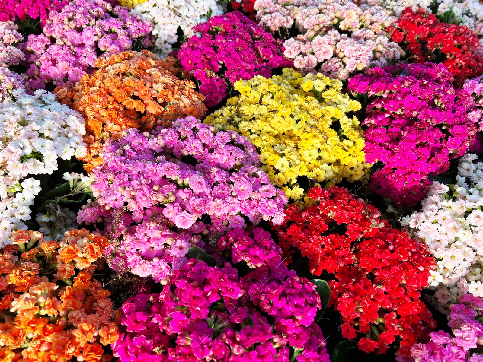 Photo of Different colorful tropical flowers as background. Spring season