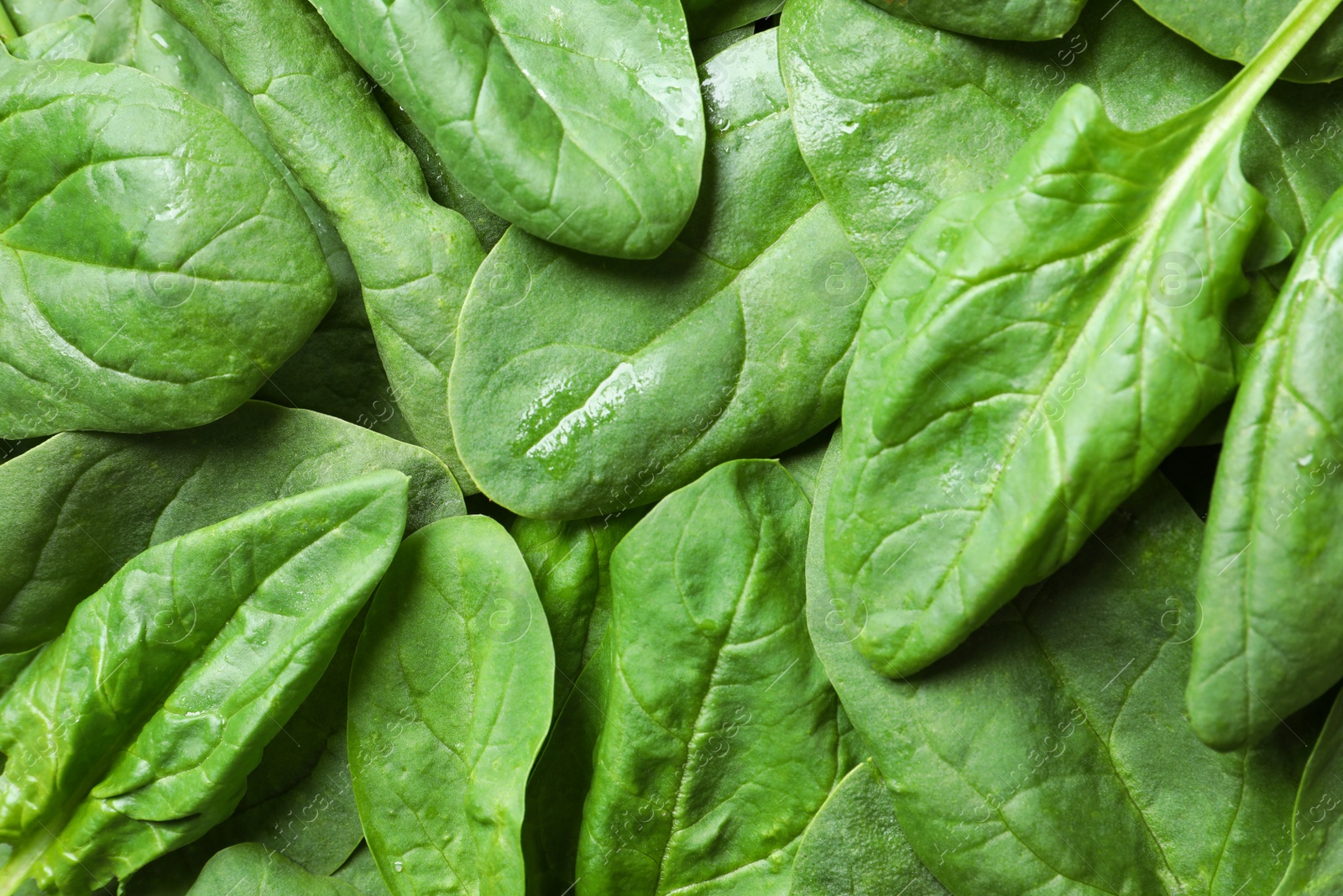 Photo of Fresh green healthy spinach as background, closeup view