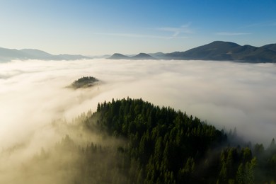 Beautiful landscape with thick mist and forest in mountains. Drone photography