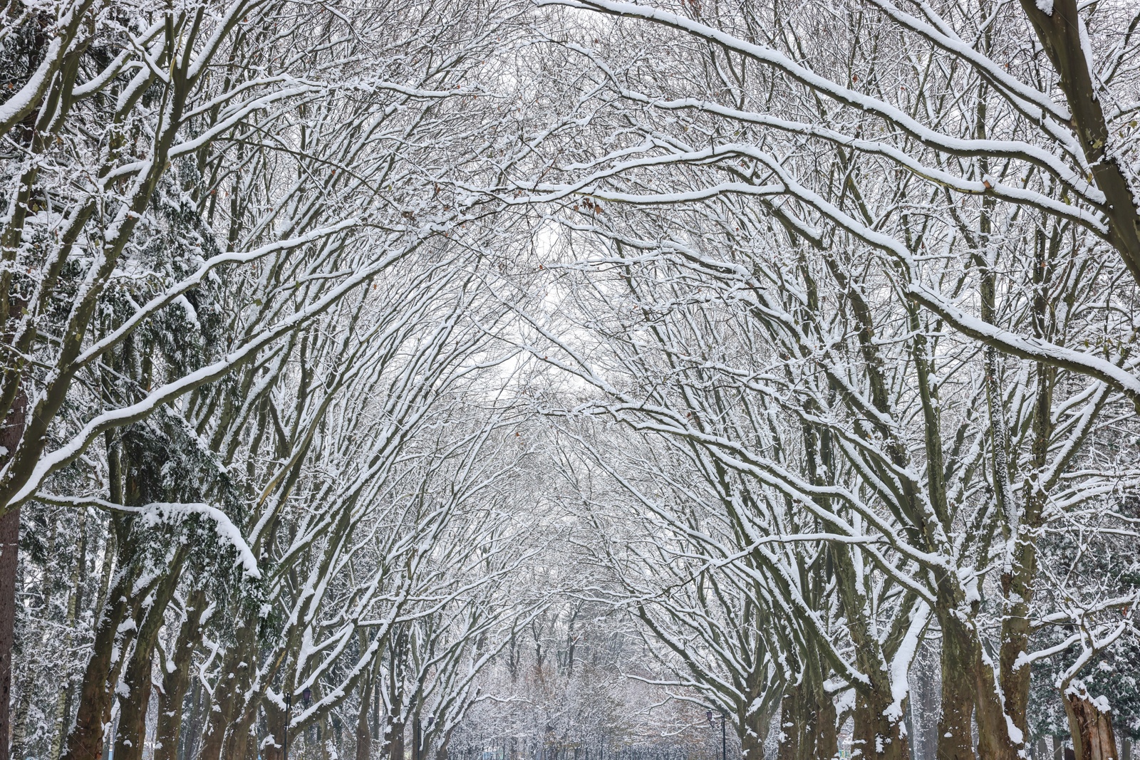 Photo of Trees covered with snow in winter park, low angle view