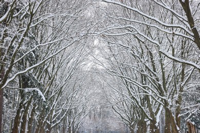 Trees covered with snow in winter park, low angle view