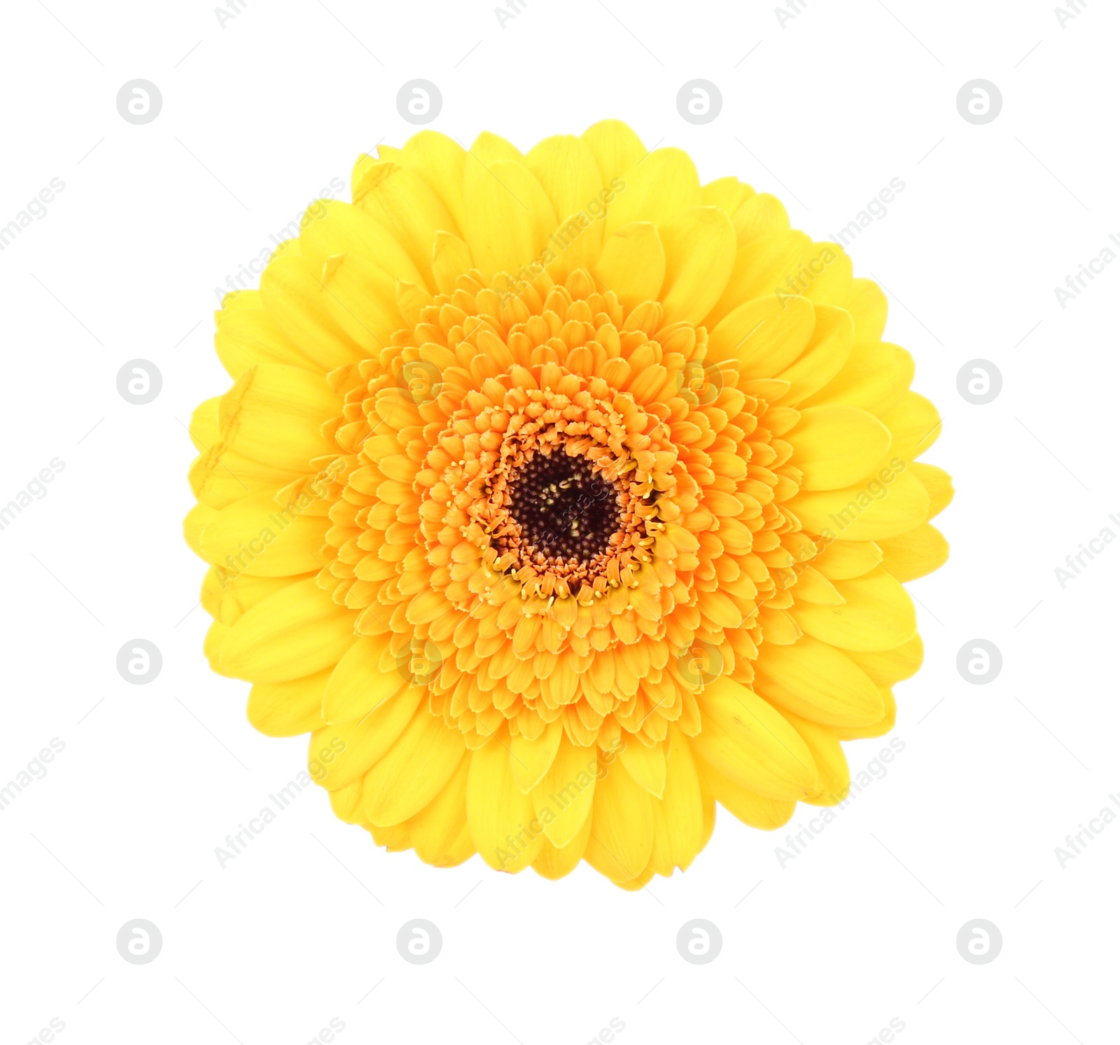 Photo of Beautiful yellow gerbera flower isolated on white, top view