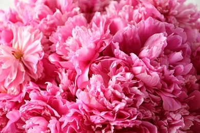 Fragrant peonies as background, closeup view. Beautiful spring flowers