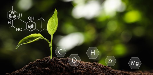 Image of Illustration of chemical formula and elements. Young plant growing in soil outdoors, closeup