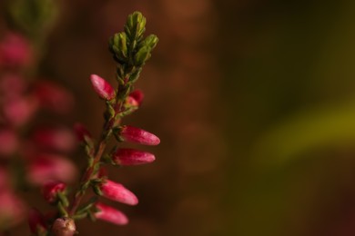 Photo of Heather twig with beautiful flowers on blurred background, closeup. Space for text