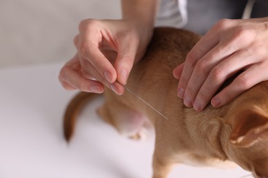 Photo of Veterinary holding acupuncture needle near dog's neck, closeup. Animal treatment