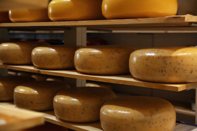 Photo of Fresh cheese heads on rack in factory warehouse