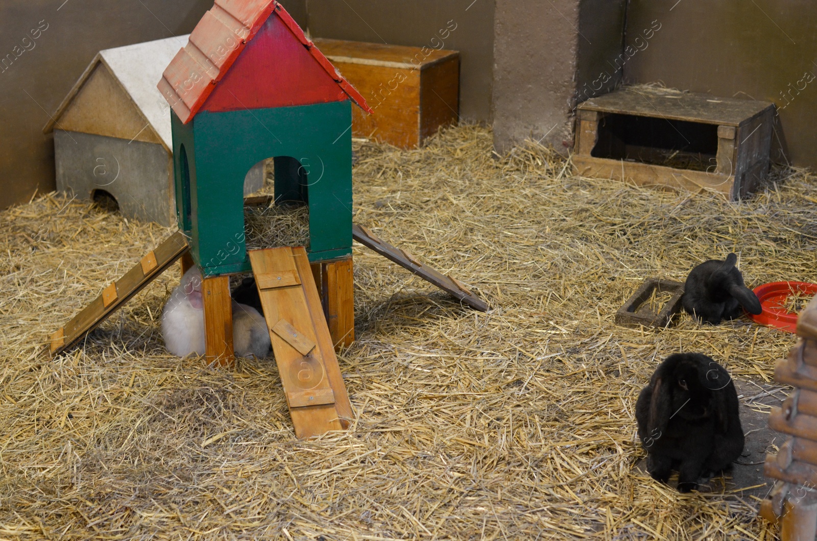 Photo of Cute little rabbits on hay in farm