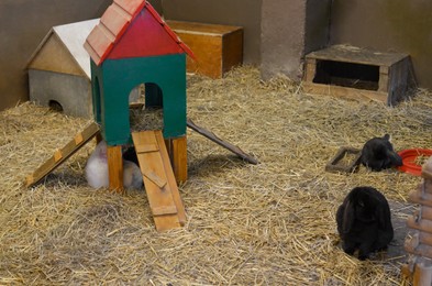 Photo of Cute little rabbits on hay in farm