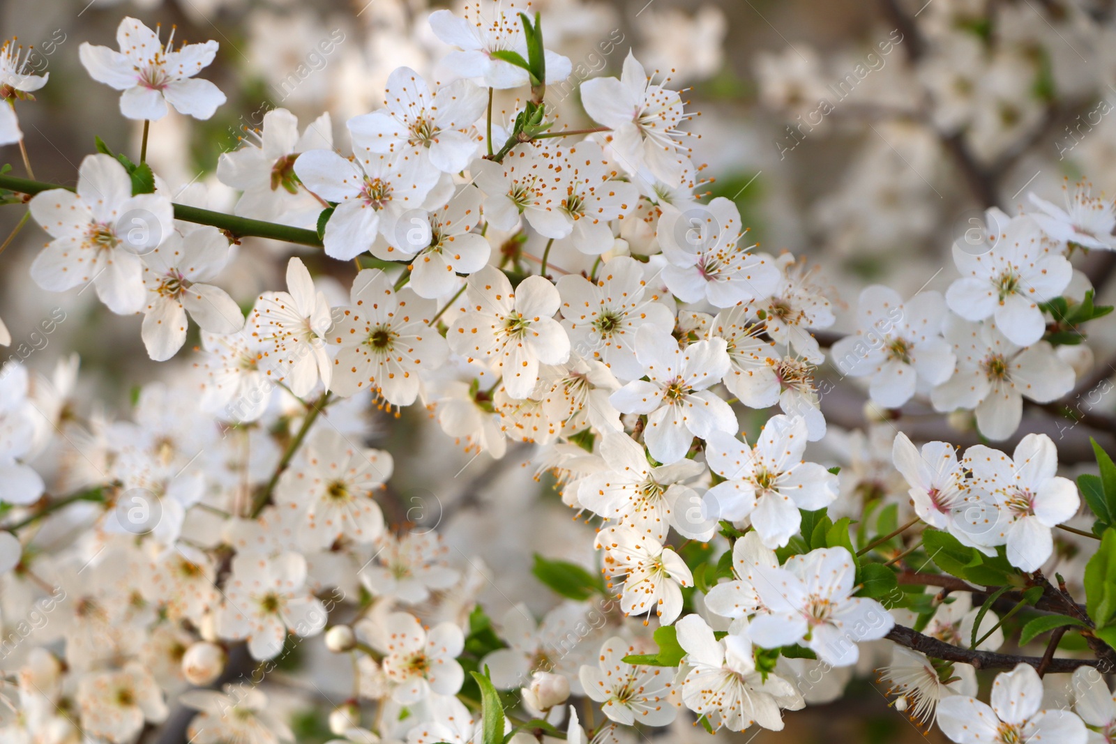 Photo of Cherry tree with white blossoms on blurred background. Spring season