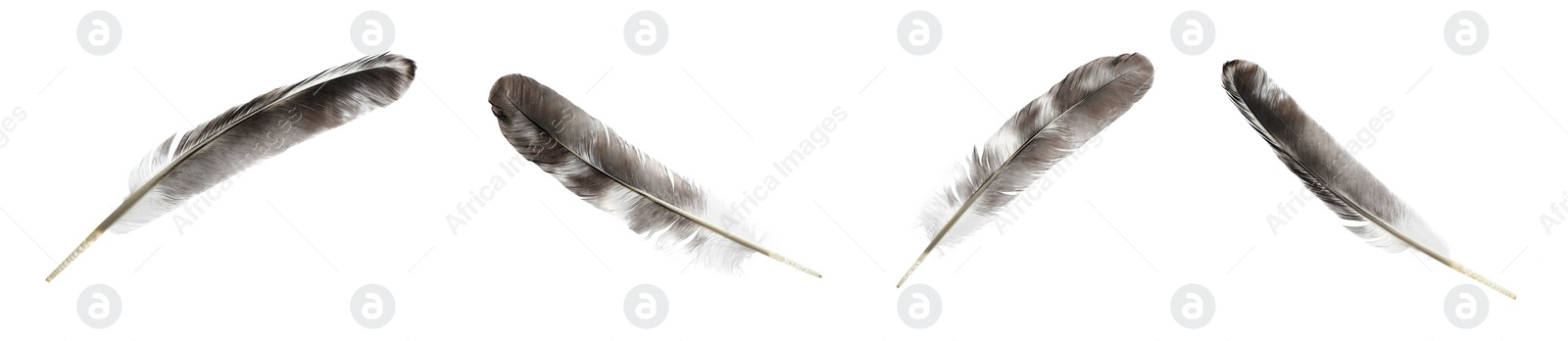 Image of Set with beautiful feathers on white background