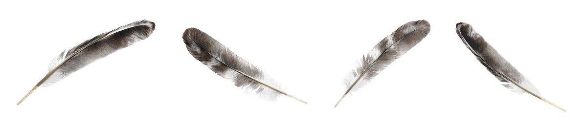 Set with beautiful feathers on white background