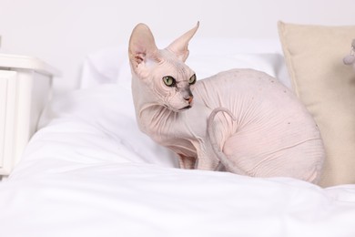 Photo of Cute Sphynx cat on bed at home. Lovely pet