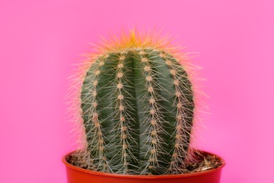Photo of Beautiful green cactus in pot on pink background, closeup. Tropical plant