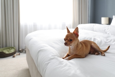 Cute Chihuahua dog on bed in room. Pet friendly hotel