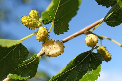 Photo of Tree branch with unripe mulberries against blue sky, closeup