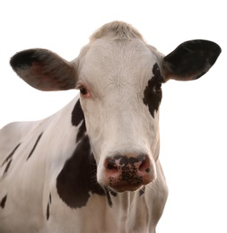 Cute cow on white background, closeup view. Animal husbandry
