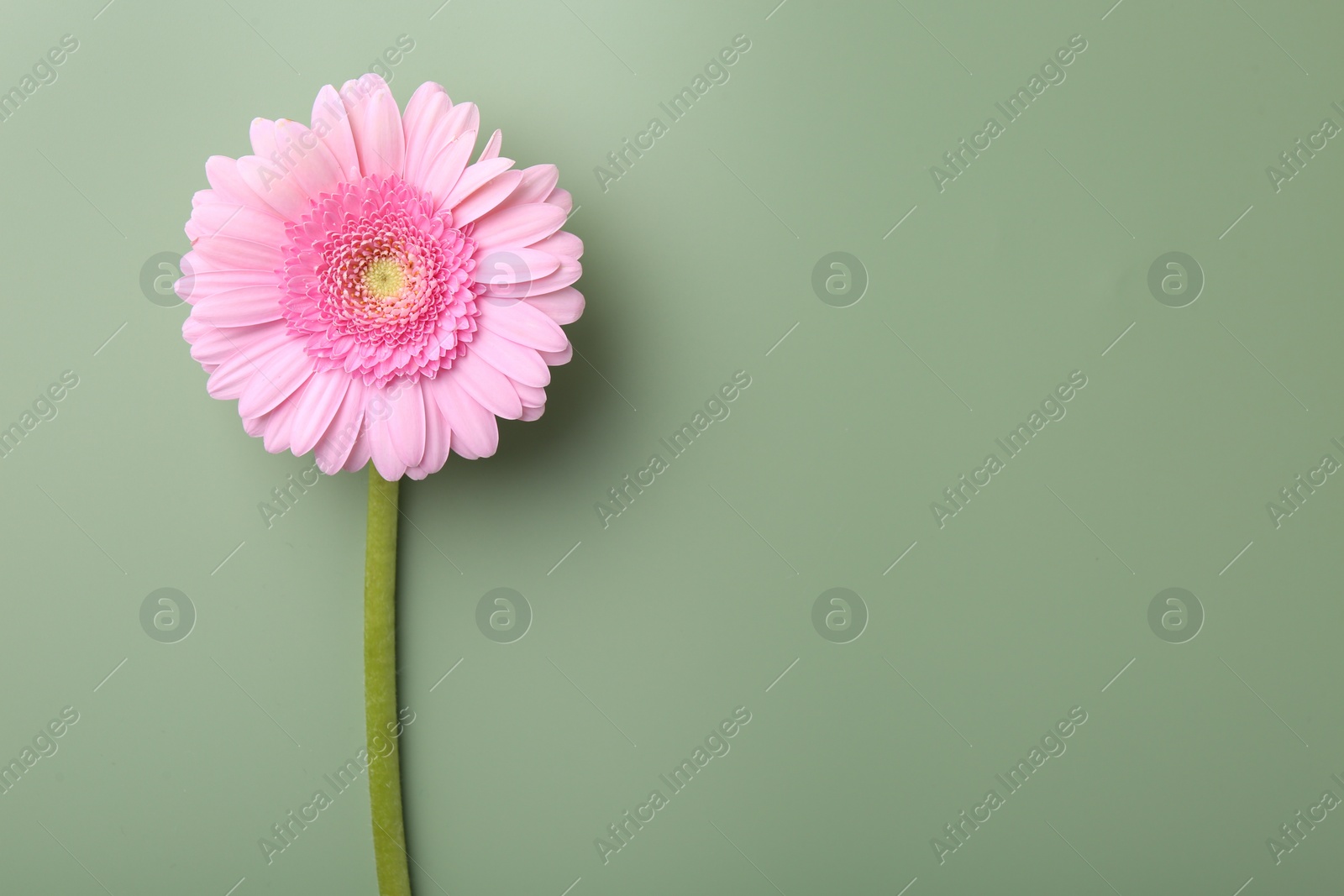 Photo of Beautiful pink gerbera flower on pale green background, top view. Space for text