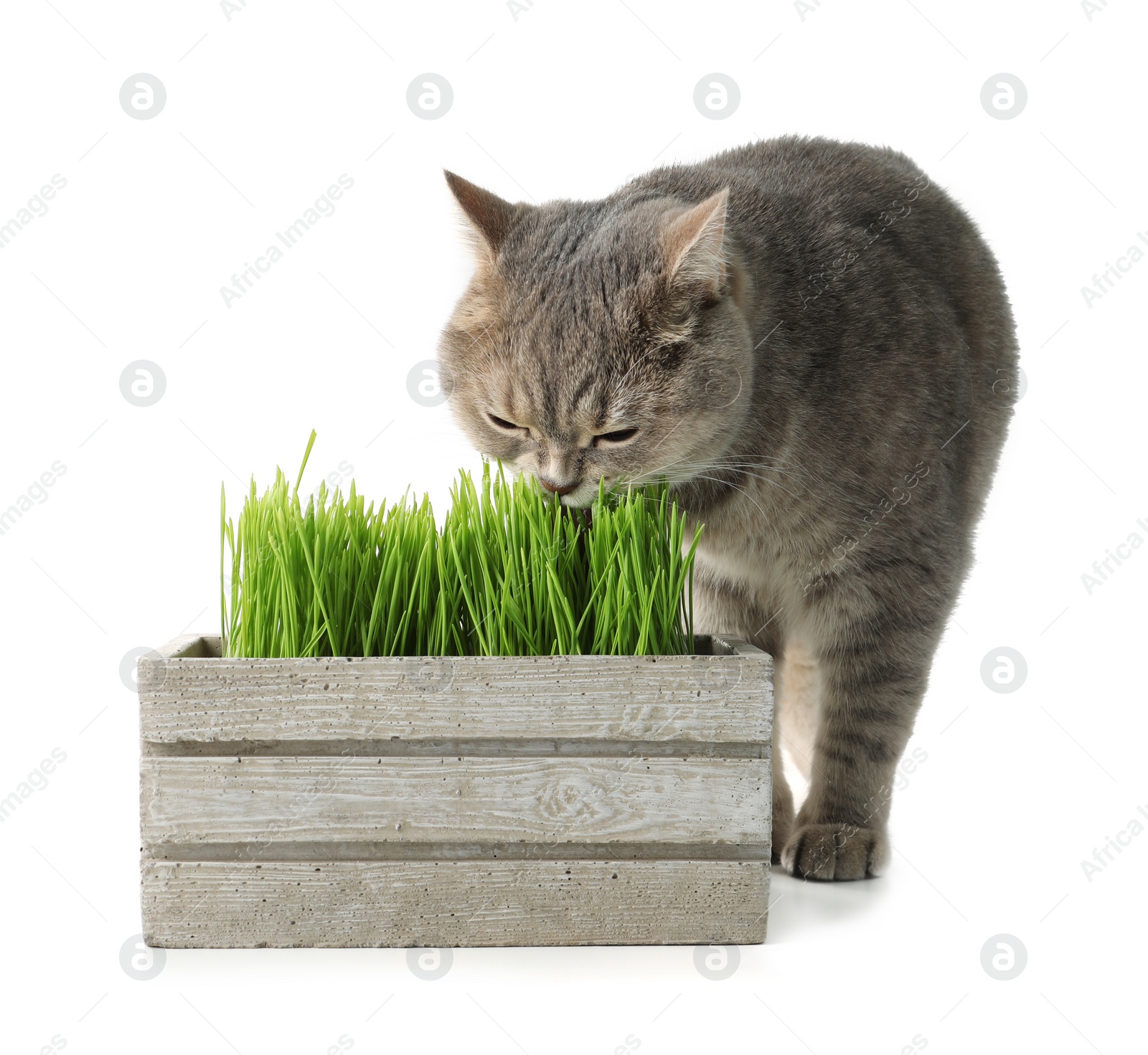 Photo of Cute cat and box of fresh green grass isolated on white