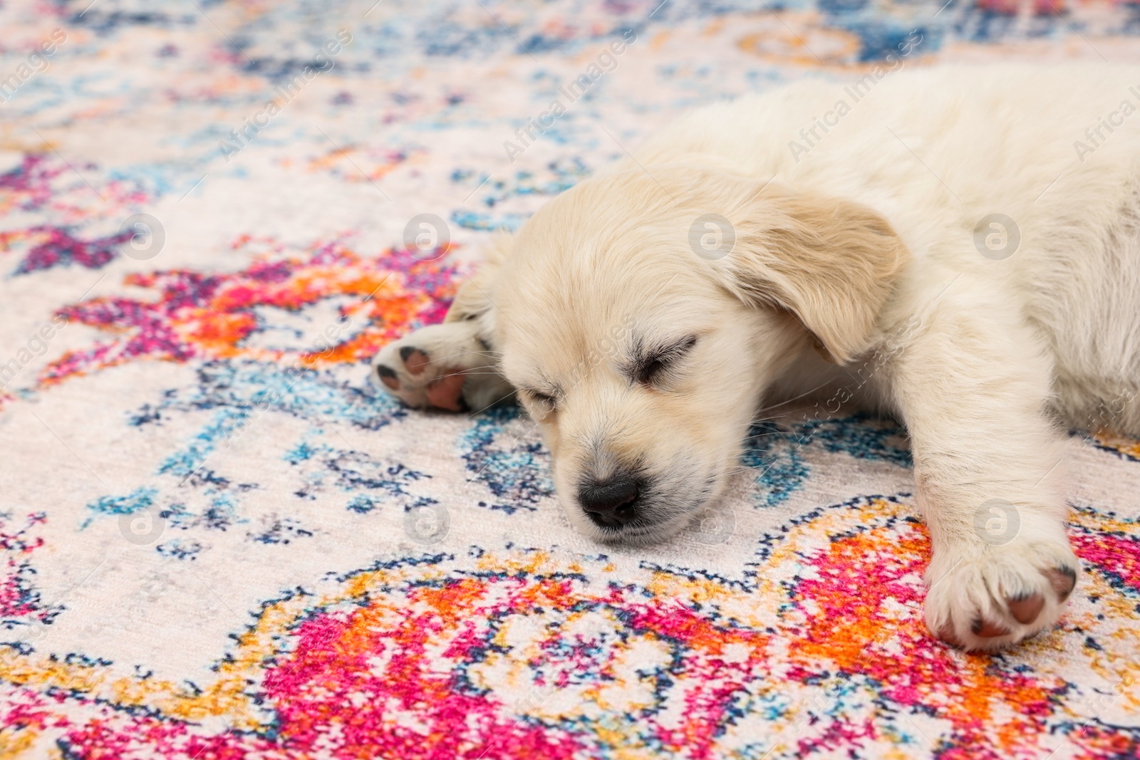 Photo of Cute little puppy sleeping on carpet. Space for text