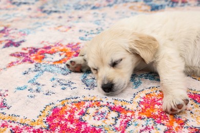 Photo of Cute little puppy sleeping on carpet. Space for text