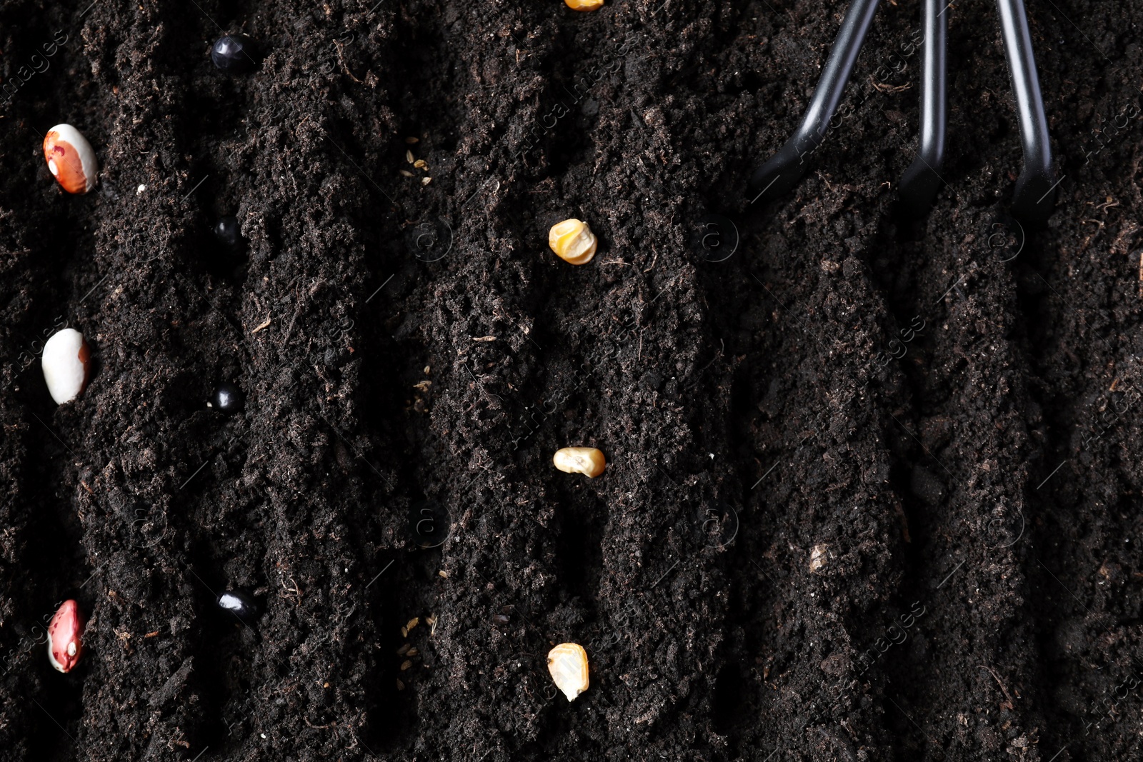 Photo of Many seeds in fertile soil, top view. Vegetable growing