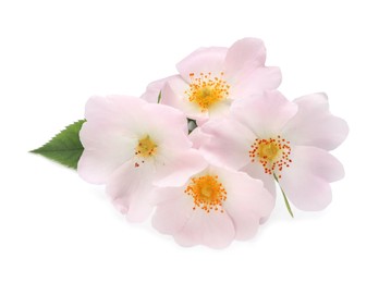 Photo of Beautiful rose hip flowers on white background