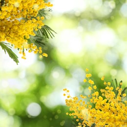 Image of Beautiful yellow mimosa flowers outdoors on sunny day. Bokeh effect
